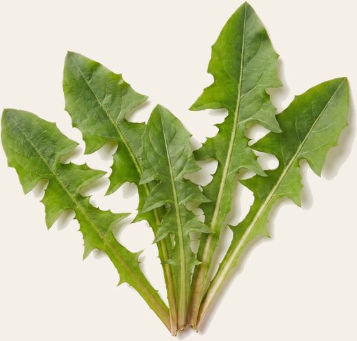 Milk Thistle