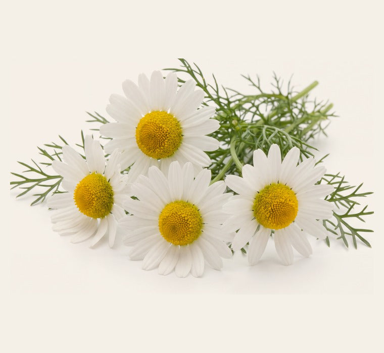 Chamomile