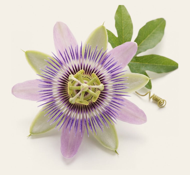 Passion Flower
